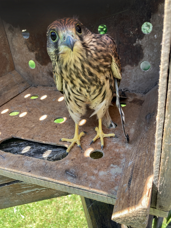 Augen auf im Gemeindehaus - Turmfalke 