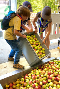 Pfadfinder Apfellese02 203x300